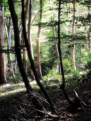 Foreste [photo credit: Alpe Tedesco-autumnValganna-20151011-133110- via photopin (license)]