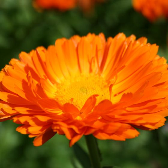 Calendula officinalis, caledula (coltivata)photo credit: www.flickr.com/photos/75774141@N00/9548866720 via photopin creativecommons.org/licenses/by-nc/2.0/