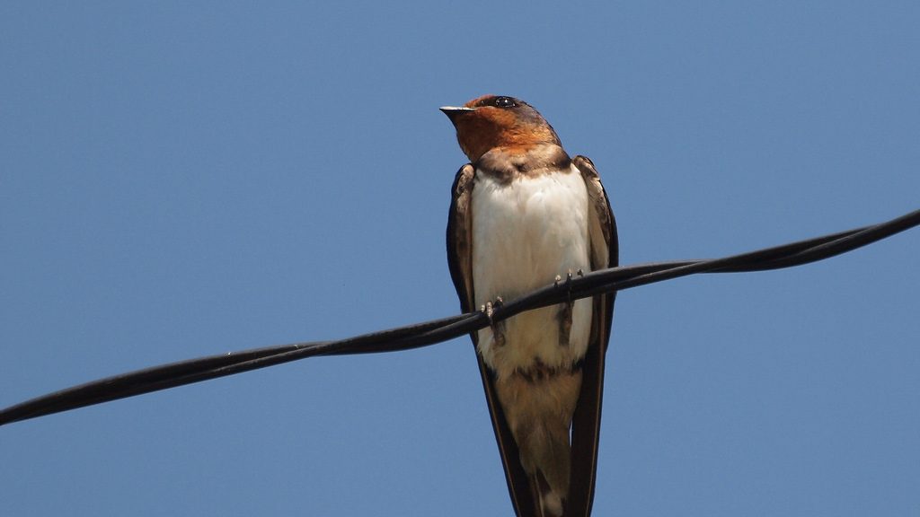 Hirundo rustica, rondine [photo credit: www.flickr.com/photos/7656600@N06/14156517811Swallow via photopincreativecommons.org/licenses/by/2.0/]