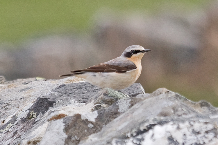 Culbianco [photo credit: www.flickr.com/photos/7322586@N06/15755607796142239-IMG_4789 Wheatear (Oenanthe oenanthe)via photopincreativecommons.org/licenses/by-nc/2.0/]