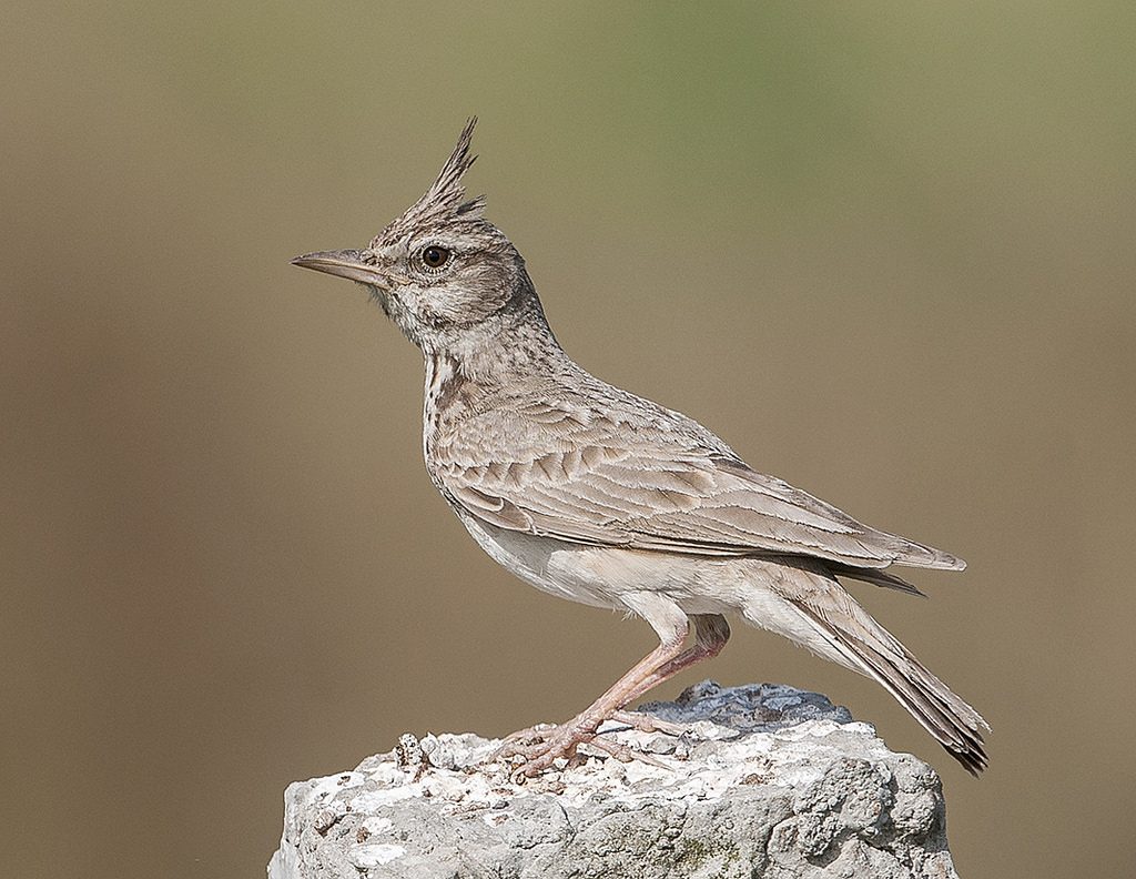Cappellaccia [photo credit: www.flickr.com/photos/97235261@N00/22026336489Crested Lark via photopincreativecommons.org/licenses/by/2.0/]