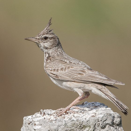 Cappellaccia [photo credit: www.flickr.com/photos/97235261@N00/22026336489Crested Lark via photopincreativecommons.org/licenses/by/2.0/]