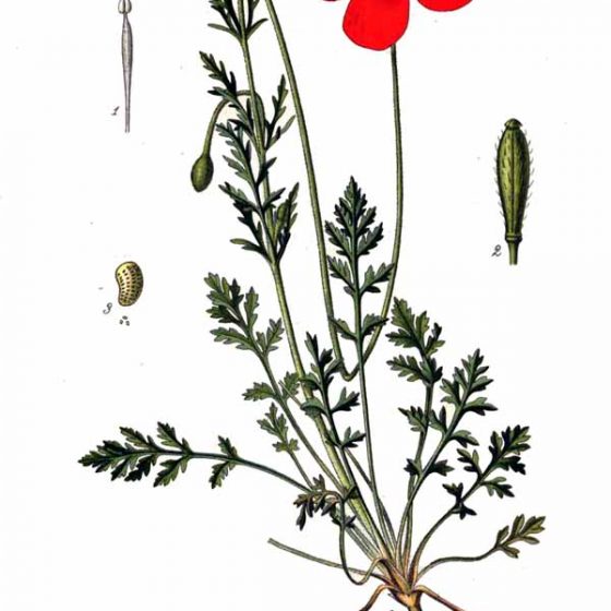Papaver argemone, papavero argemone Reproduction of a painting that is in the public domain because of its age Source Atlas des plantes de France, 1891This work is in the public domain in its country of origin and other countries and areas where the copyright term is the author's life plus 70 years or less From Wikimedia Commons, the free media repository