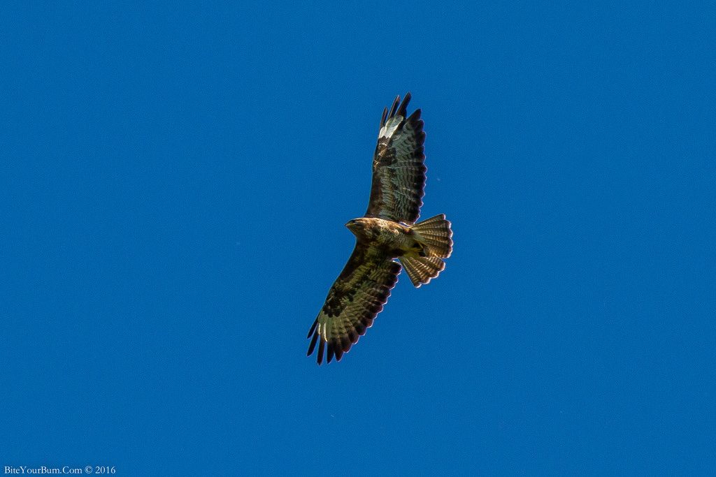 Buteo buteo, poiana [photo credit: www.flickr.com/photos/30026676@N05/28702848582 Buzzard (Buteo buteo) via photopin.com - photopin creativecommons.org/licenses/by-nc-nd/2.0 (license)]