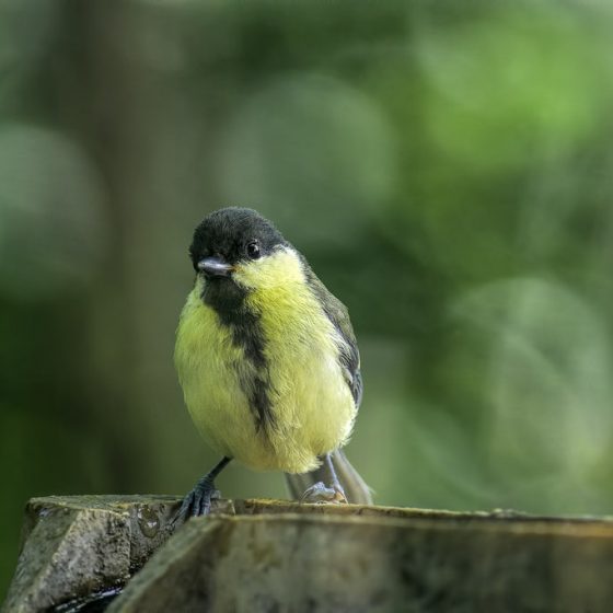 Cinciallegra (Parus major) [photo credit: www.flickr.com/photos/15251430@N03/28856038153Hey ! Peeper ! via photopincreativecommons.org/licenses/by-nc-nd/2.0/]