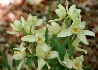 Cephalanthera damasonium, cefalantera bianca, elleborina bianca [Foto di Giampaolo Filippucci, Tiziana Ravagli]