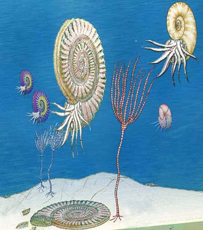 Fondale marino con gli ammoniti e altro (disegno)