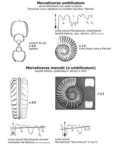 Mercaticeras, disegno a cura del prof. Federico Venturi