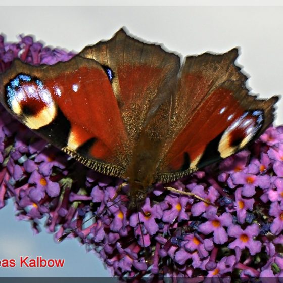 Aglais io - vanessa io [by Andreas Kalbow photo credit: Vogelfoto69 www.flickr.com/photos/56685705@N06/5619771516Tagpfauenauge Inachis io (10)via photopincreativecommons.org/licenses/by-nc-nd/2.0/]