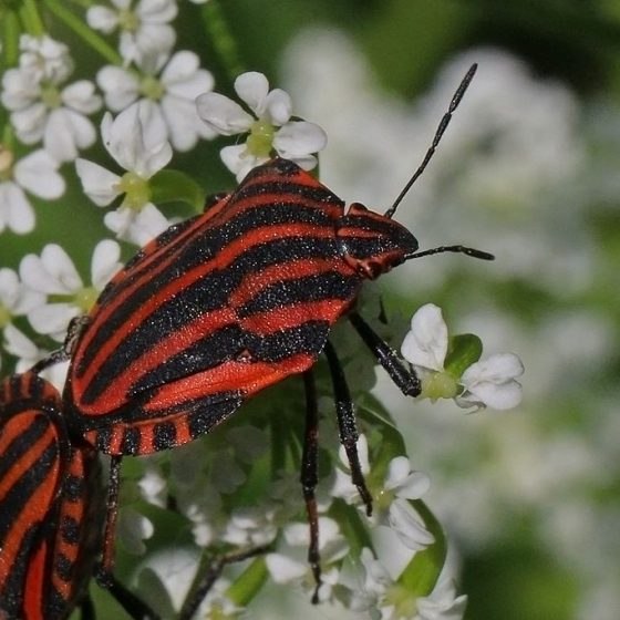 Graphosoma lineatum ssp. Italicum [photo by Charlesjsharp - Own work, from Sharp Photography, sharpphotography, CC BY-SA 4.0, commons.wikimedia.org/w/index.php?curid=49736567 da wikimedia]