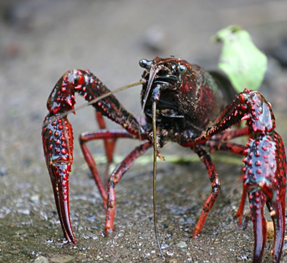 Gambero rosso della Louisiana (Procambarus clarkii) [MikeMurphy presunto (secondo quanto affermano i diritti d’autore) – Pubblico dominio, https://commons.wikimedia.org/w/index.php?curid=1179396]