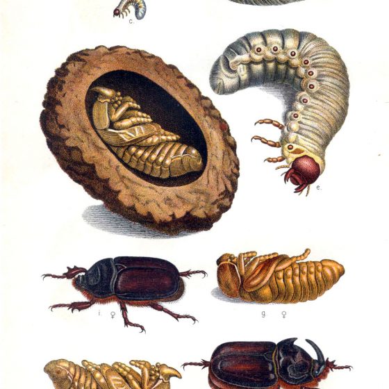 Oryctes nasicornis Da una tavola di Edmund Reitter, Die Käfer des deutschen Reiches (vol. II), 1908, [Public domain], via Wikimedia Commons