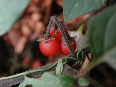 Erba morella pelosetta (Solanum luteum), le bacche - Foto di Giampaolo Filippucci, Tiziana