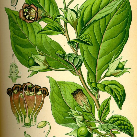 Atropa belladonna, tavola dalla 'Flora tedesca' [Pubblico dominio, commons.wikimedia.org/w/index.php?curid=8704]