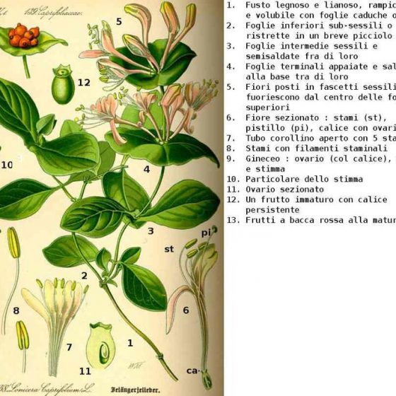 Tavola di Lonicera caprifolium [da wikimedia, a cura del Prof. Dr. Otto Wilhelm Thomè, Pubblico dominio, it.wikipedia.org/w/index.php?curid=1833213]