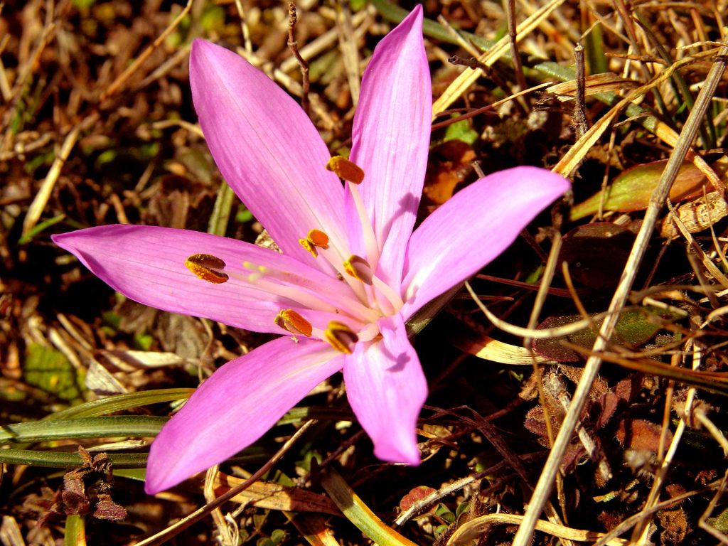 Colchico di primavera, colchico multicolore, : Colchicum bulbocodium subsp. versicolor - Foto di Giampaolo Filippucci, Tiziana Ravagli