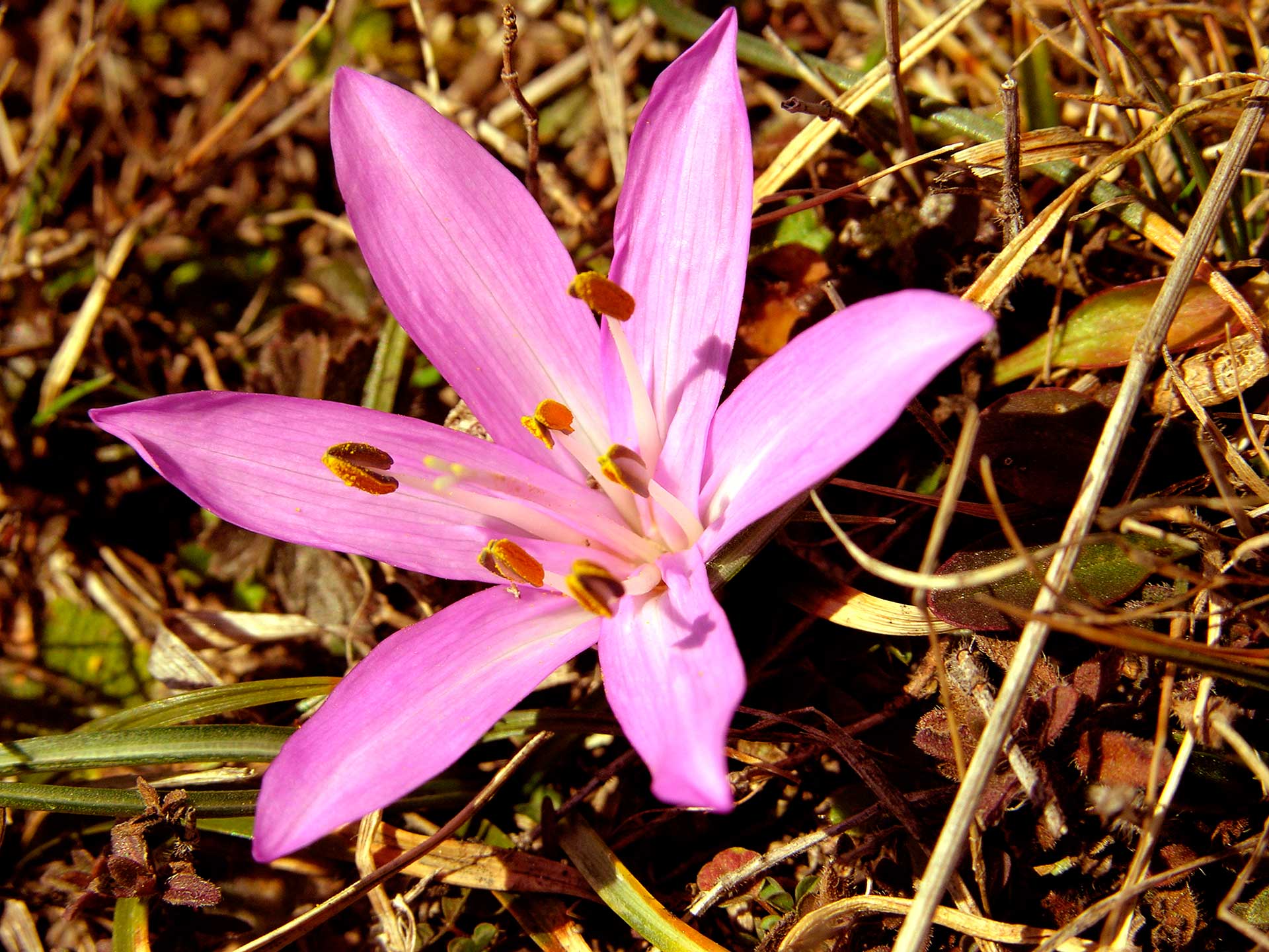 Colchicaceae – Ambiente e Biodiversità