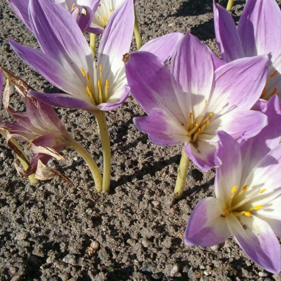 Colchicum sp. [via Wikimedia, foto di BotBln | Opera propria | CC BY-SA 3.0 | Colchicum speciosum Flowers BotGardBln0906.JPG, 2006]