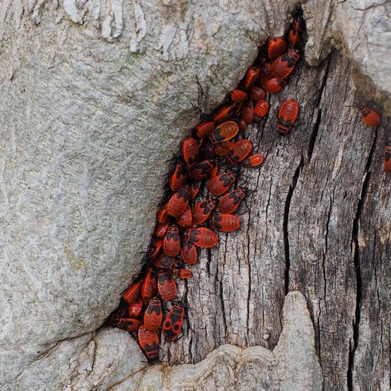Pyrrhocoris apterus, cimice rosso nera, carabiniera, molte ninfe e un esemplare adulto