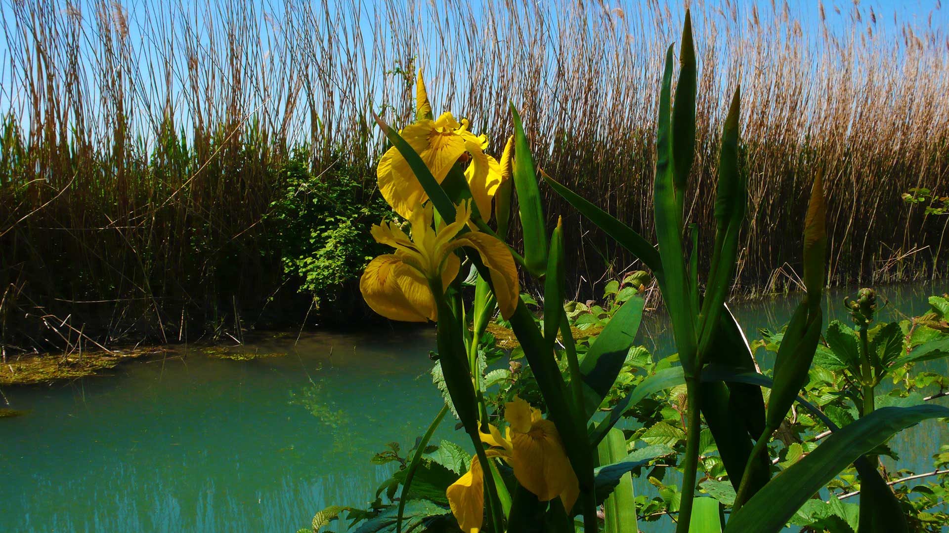 Iris giallo, giaggiolo acquatico