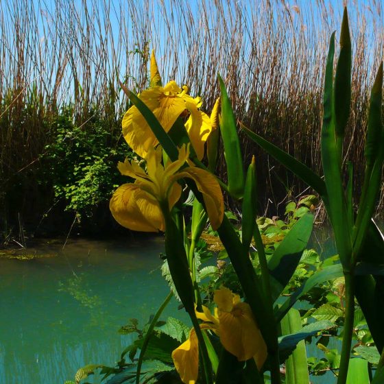 Iris giallo lungo il fiume Clitunno
