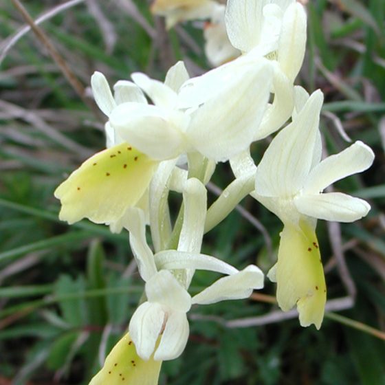 Orchis pauciflora, orchidea gialla, Trevi, monte Caprile