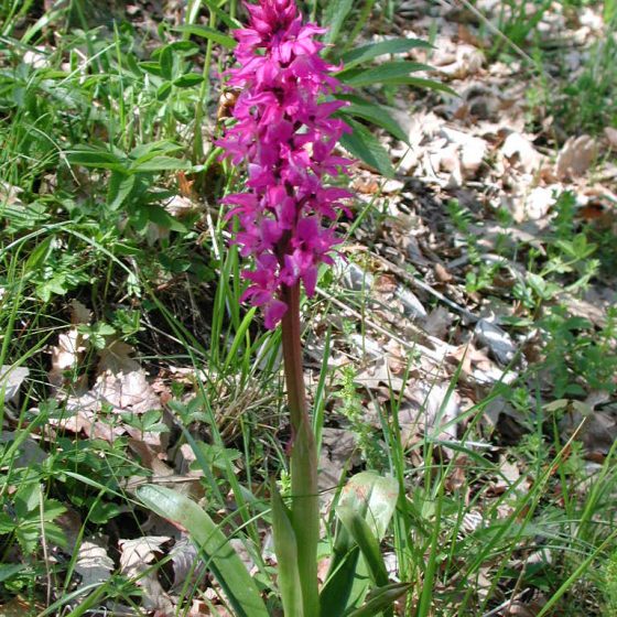 Orchis mascula, orchidea .maschio, Trevi, pascoli monti Serano - Brunette