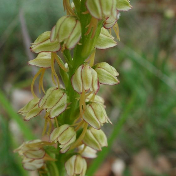 Orchis anthropophorum, Trevi, monte Caprile