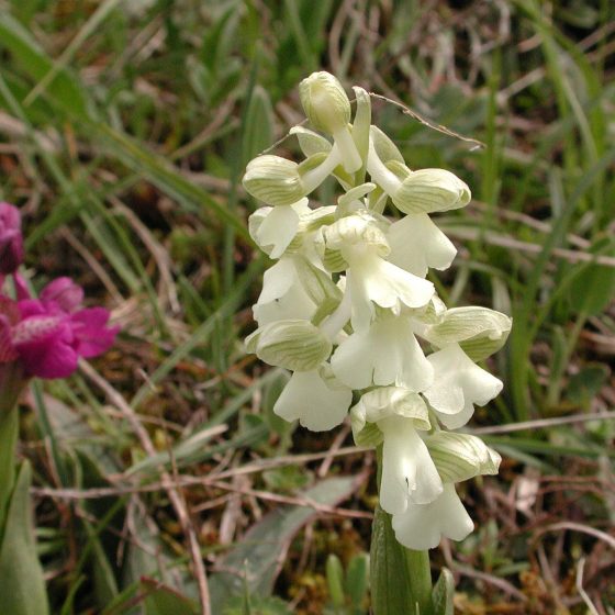 Anacamptis morio, orchidea morio (ipocromatica, albina, varietà chlorantha)