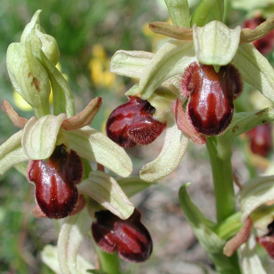 Ophrys sphegodes subsp. classica, Trevi, Umbria