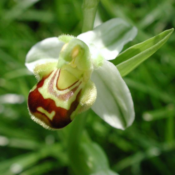 Ophrys apifera, fosso dell'Eremita, Trevi