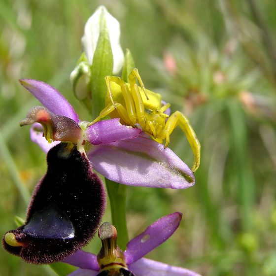 Ophrys bertolonii con ragno giallo (Thomisus onustus), Montelegno, Trevi