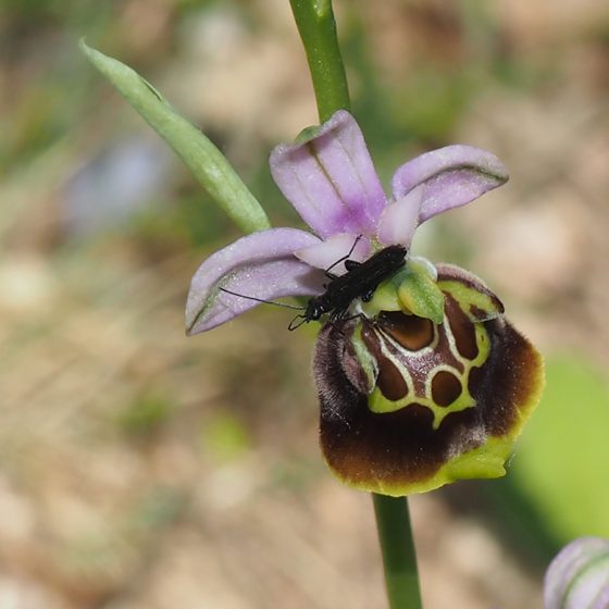 Ophrys holosericea subsp. appennina