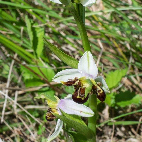 Ophrys apifera, lusus (notare i petali non solo più grandi dell'usuale, ma soprattutto somiglianti per forma e colore al labello)