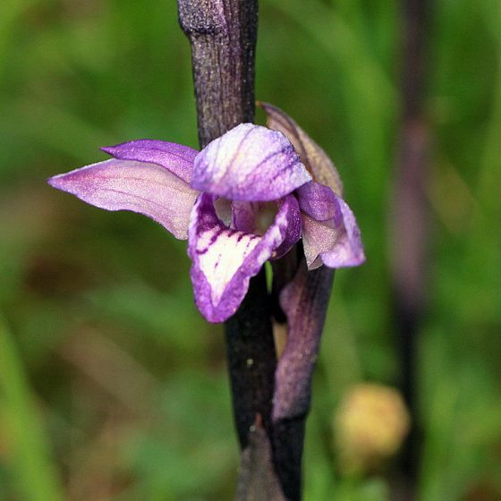 Limodorum abortivum, fior di stecco [photo credit: orchidsworld Limodorum abortivum via photopincreativecommons.org/licenses/by-nc-nd/2.0]