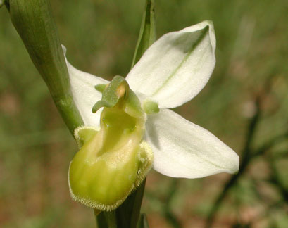 Ophrys apifera (albina, var. chlorantha)