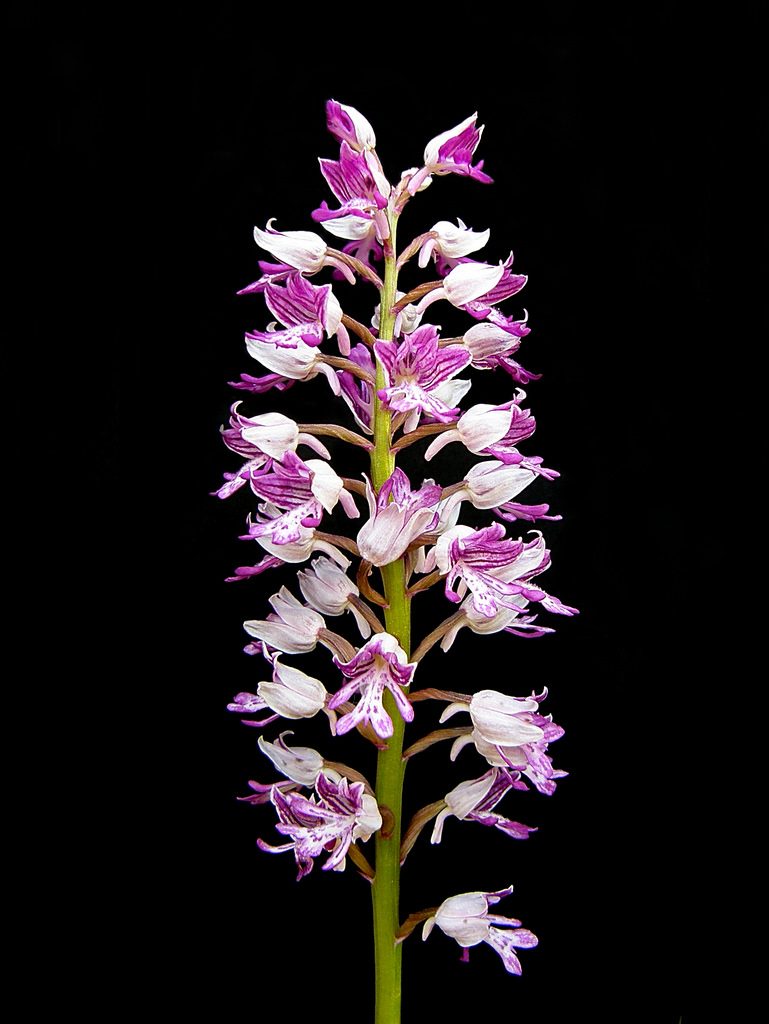 Orchis militaris, orchidea militare [Emilio Esteban-Infantes Orchis militaris via photopin creativecommons.org/licenses/by-nc-nd/2.0]