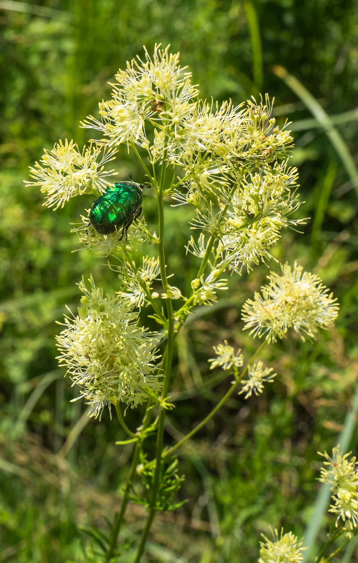 Cetonia aurata – cetonia dorata, scarabeo dorato, la cantilena