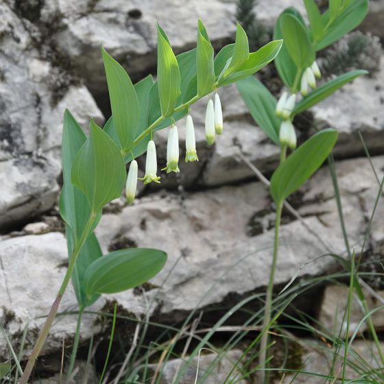 Polygonatum odoratum, sigillo di Salomone [da wikimedia Photo Myrabella / Wikimedia Commons, CC BY-SA 3.0, commons.wikimedia.org/w/index.php?curid=16010044]