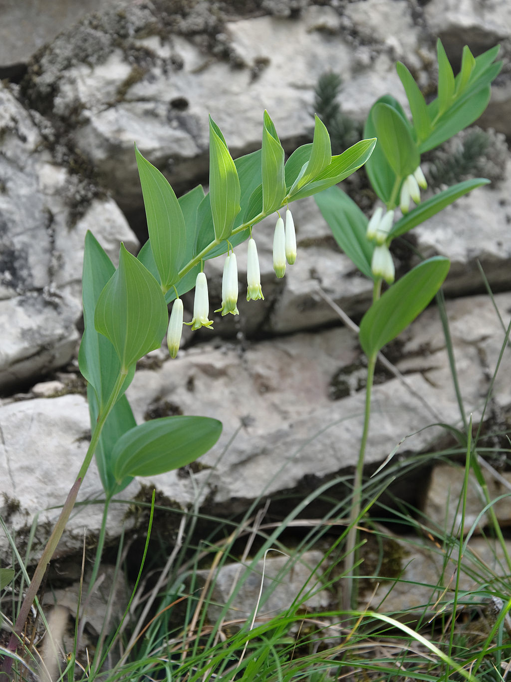 Sigillo di Salomone  multifiore, sigillo di Salomone multifloro, sigillo di Salomone maggiore