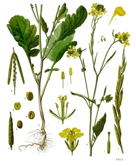 Brassica nigra [da wikimedia, tavola tratta da Franz Eugen Köhler, Köhler's Medizinal-Pflanzen - List of Koehler Images]