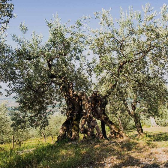 Trevi, Carambone, un olivo monumentale
