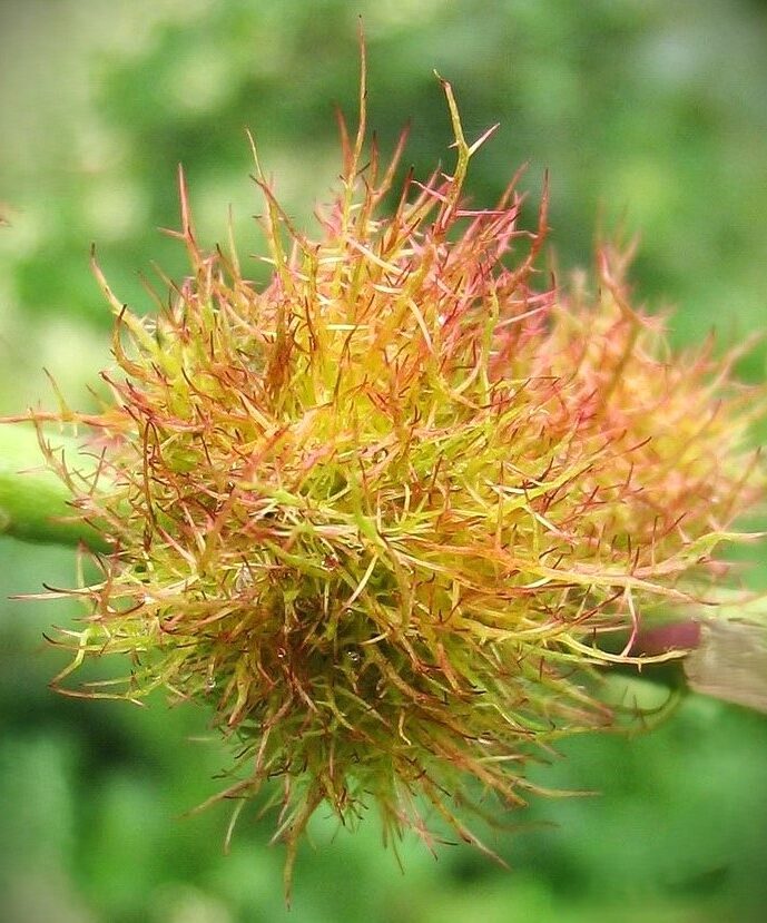 GALLA DELLA ROSA - (Diplolepis rosae)