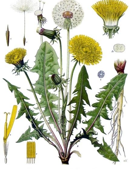 Tarassaco, tavola botanica dipinta [da wikimedia, di Franz Eugen Köhler, Köhler's Medizinal-Pflanzen - List of Koehler Images, Pubblico dominio, commons.wikimedia.org/w/index.php?curid=255466]