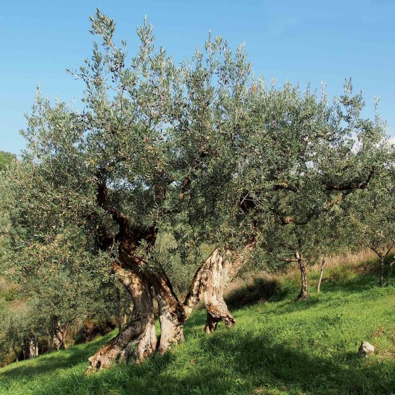 Antichi olivi