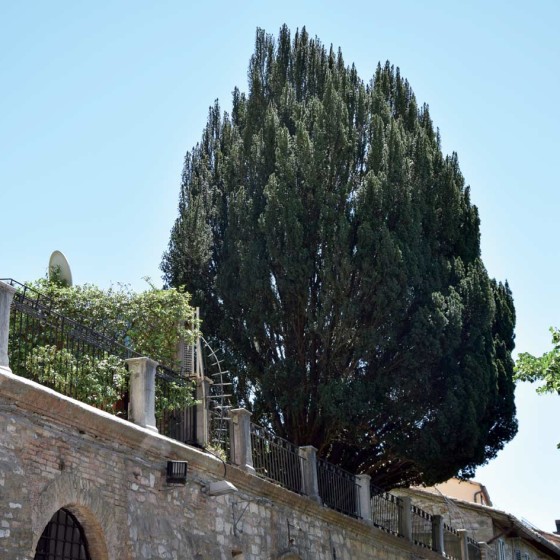 Tasso - Assisi, via Borgo Aretino