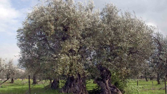 Olivo - Giano dell'Umbria, Camporeggiano