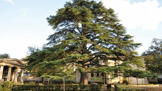 Cedro del Libano – Spoleto, villa Redenta