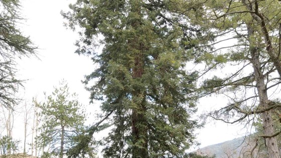 Sequoia – Spoleto, viale G. Matteotti, Casina dell’Ippocastano