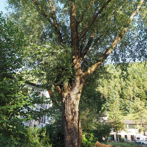 Salix alba, salice (1), Foligno, Colfiorito